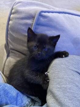 MATISSE -  Domestic Short Hair Cat for Adoption in Colorado Springs, Colorado - MATISSE | PetCurious