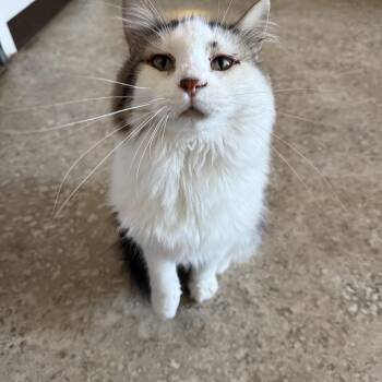 Domestic Long Hair Cats Available for Adoption - Oreo | PetCurious