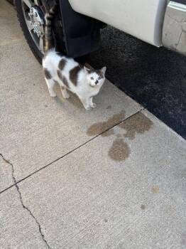 Rescue Domestic Short Hair Cats for Adoption in Auburn, Indiana - Neighbor | PetCurious