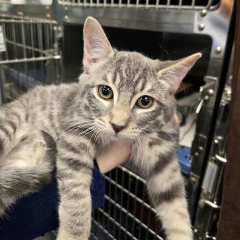 Rescue Domestic Short Hair Cats for Adoption in Abbotsford, British Columbia - Truman | PetCurious