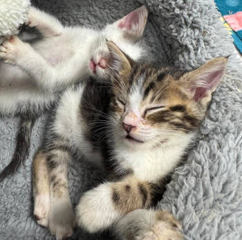 Rescue Domestic Short Hair Cats for Adoption in Redmond, Washington - Endless Summer | PetCurious