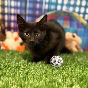 Tux -  Domestic Short Hair Cat for Adoption in Houston, Texas - Tux | PetCurious