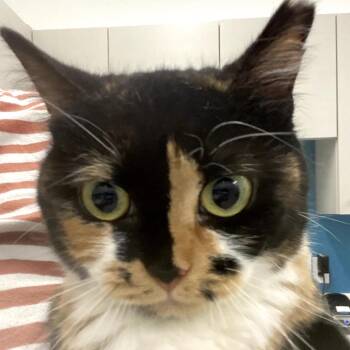 Domestic Short Hair Cats Available for Adoption - Tuffy | PetCurious