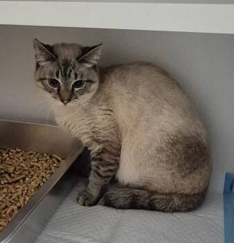 Domestic Short Hair Cats Available for Adoption - Luca | PetCurious