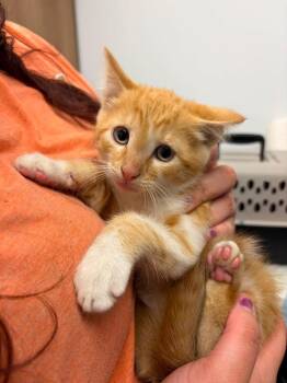 Jim-Bob -  Domestic Medium Hair Cat for Adoption in Republic, Missouri - Jim-Bob | PetCurious