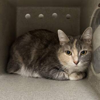 Domestic Short Hair Cats Available for Adoption - Verna | PetCurious