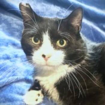 Siberian and Tuxedo Cats Available for Adoption - SILLY SCRUFF - STUNNING SIBERIAN! | PetCurious