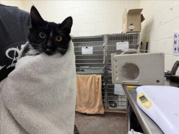 LIGHTSPEED -  Domestic Medium Hair Cat for Adoption in Santa Fe, New Mexico - LIGHTSPEED | PetCurious