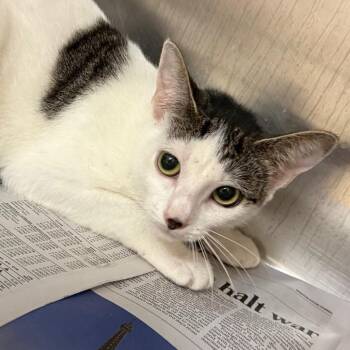 Big Ears -  Domestic Short Hair Cat for Adoption in Winston-salem, North Carolina - Big Ears | PetCurious