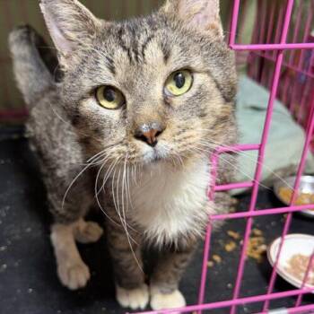 Edward -  Domestic Short Hair Cat for Adoption in Tampa, Florida - Edward | PetCurious