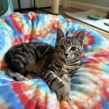 Fluttershy -  Domestic Short Hair Cat for Adoption in Ferndale, Washington - Fluttershy | PetCurious