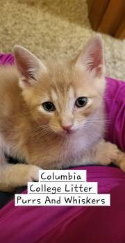 Domestic Short Hair Cats Available for Adoption in New Hartford, New York - Columbia | PetCurious