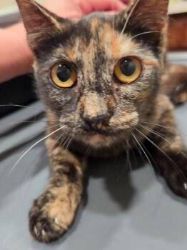 Rubee -  Tortoiseshell and Domestic Short Hair Cat for Adoption in College Station, Texas - Rubee | PetCurious