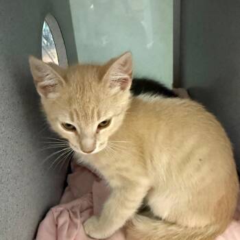 Epic -  Domestic Short Hair Cat for Adoption in Quakertown, Pennsylvania - Epic | PetCurious
