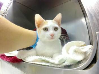 FABRICATOR -  Domestic Short Hair Cat for Adoption in Omaha, Nebraska - FABRICATOR | PetCurious