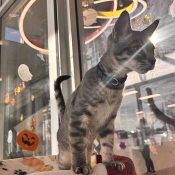 Mystic -  Domestic Short Hair Cat for Adoption in Phoenix, Arizona - Mystic | PetCurious