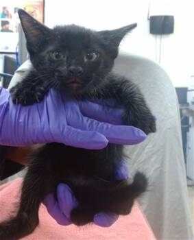 QUAKER -  Domestic Short Hair Cat for Adoption in Doral, Florida - QUAKER | PetCurious