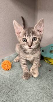 Extra Toes Cat Hemingway Polydactyl and Domestic Short Hair Cats Available for Adoption in Red Bluff, California - *Beans | PetCurious