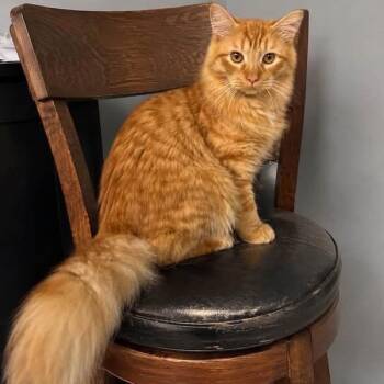 Atlas -  Domestic Long Hair Cat for Adoption in New York, New York - Atlas | PetCurious