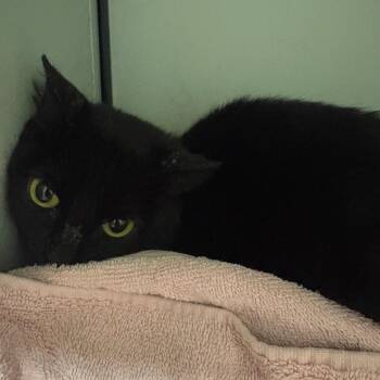 TINY -  Domestic Short Hair Cat for Adoption in Anderson, Texas - TINY | PetCurious