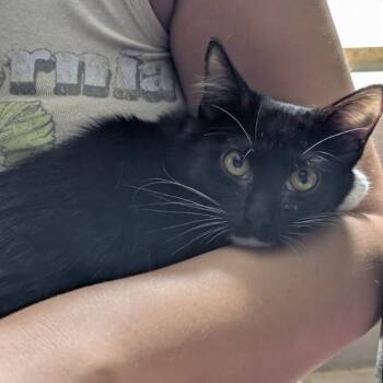Louis -  Domestic Short Hair Cat for Adoption in Harrisonburg, Virginia - Louis | PetCurious