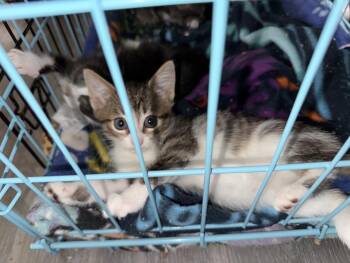 Domestic Short Hair Cats Available for Adoption - Isolde | PetCurious