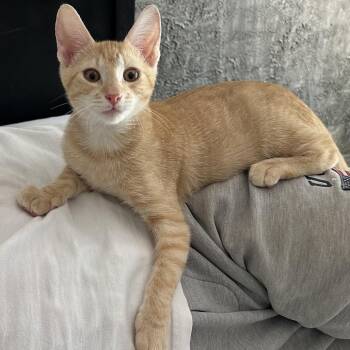 Teddy -  Domestic Short Hair Cat for Adoption in Sunrise, Florida - Teddy | PetCurious