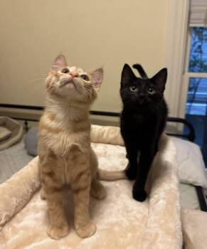 Jude and Blackbird -  Domestic Short Hair Cat for Adoption in Seattle, Washington - Jude And Blackbird | PetCurious