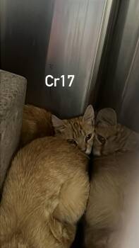 Socks -  Domestic Short Hair Cat for Adoption in Burgaw, North Carolina - Socks | PetCurious