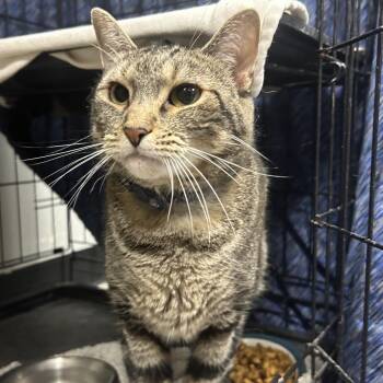 Opal -  Domestic Short Hair and Mixed Breed Cat for Adoption in Normal, Illinois - Opal | PetCurious