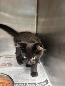 Marvin -  Domestic Short Hair Cat for Adoption in Hopkinsville, Kentucky - Marvin | PetCurious