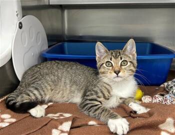 Rescue Domestic Short Hair Cats for Adoption in Geneva, Illinois - QUINOA | PetCurious