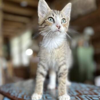 Jasper -  Domestic Short Hair Cat for Adoption in Hackett, Arkansas - Jasper | PetCurious