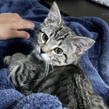Wildflower -  Domestic Short Hair Cat for Adoption in Laramie, Wyoming - Wildflower | PetCurious