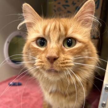 Rock -  Domestic Short Hair Cat for Adoption in West Olive, Michigan - Rock | PetCurious
