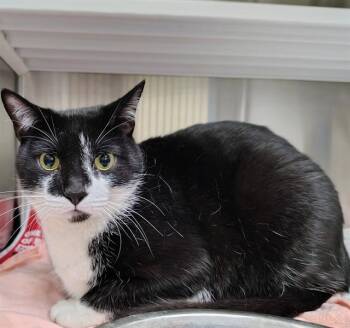 Domestic Short Hair Cats Available for Adoption in St. Louis, Missouri - ZENNY | PetCurious
