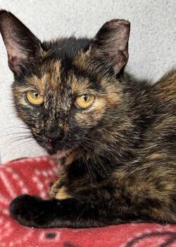 Tigy -  Domestic Short Hair Cat Available for Adoption in Montgomery, New Jersey - Tigy | PetCurious