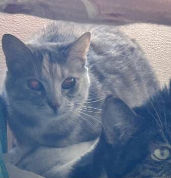 Lila -  Domestic Short Hair Cat for Adoption in Sanford, North Carolina - Lila | PetCurious