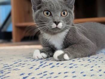 Charlie -  Domestic Short Hair Cat for Adoption in Silver Spring, Maryland - Charlie | PetCurious
