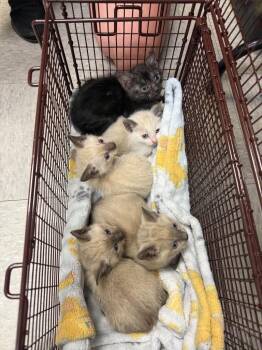 Siamese Cats Available for Adoption in Sorrento, Louisiana - 26-0359C | PetCurious