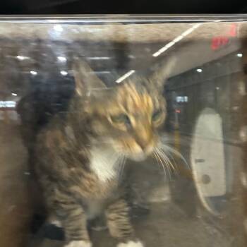 Expresso -  Domestic Short Hair Cat for Adoption in Philadelphia, Pennsylvania - Expresso | PetCurious