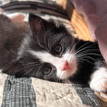 Daphne -  Domestic Short Hair Cat for Adoption in Santa Fe, New Mexico - Daphne | PetCurious