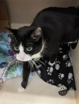 Cheyenne -  Domestic Short Hair Cat for Adoption in Bloomington, Indiana - Cheyenne | PetCurious