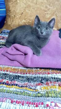 Peter -  Domestic Short Hair Cat for Adoption in Monticello, Indiana - Peter | PetCurious