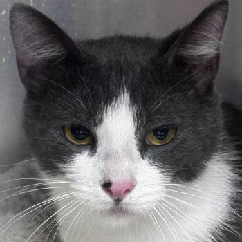Stephie -  Domestic Short Hair Cat for Adoption in Pottsville, Pennsylvania - Stephie | PetCurious