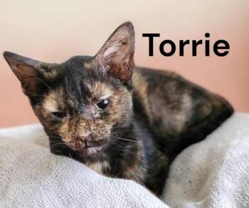 Torrie -  Tortoiseshell Cat for Adoption in Weems, Virginia - Torrie | PetCurious