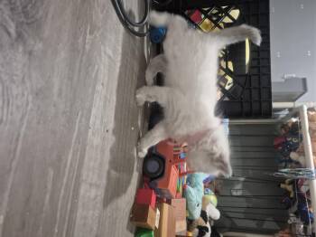 Siamese Cats Available for Adoption in Fruit Heights, Utah - Orange Blossom | PetCurious