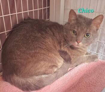 Chico -  Domestic Short Hair Cat for Adoption in Diamond Springs, California - Chico | PetCurious