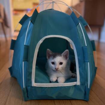 Twist -  Domestic Short Hair Cat for Adoption in Baytown, Texas - Twist | PetCurious