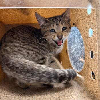 Sanfran -  Domestic Short Hair Cat for Adoption in Philadelphia, Pennsylvania - Sanfran | PetCurious